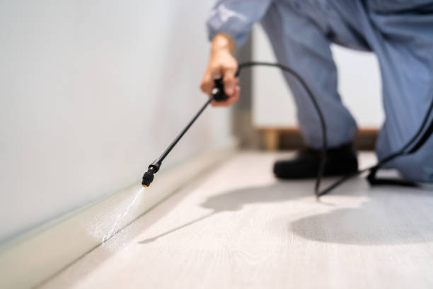 Licensed Wasp Control service in Orland Hills, IL - Nex Pest Control